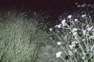 写真作品