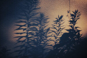 写真作品
