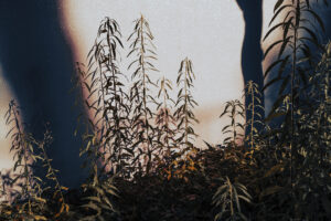 写真作品
