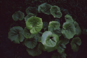 写真作品