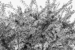 写真作品
