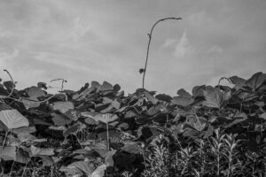 写真作品