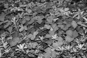 写真作品