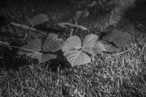 写真作品