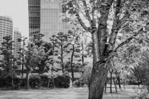 写真作品