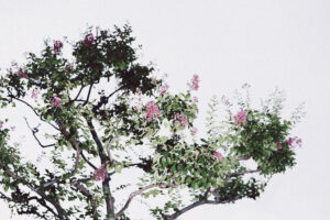 写真作品