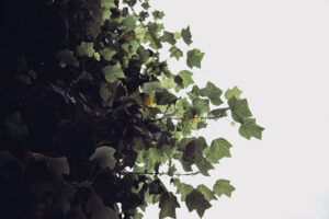 写真作品