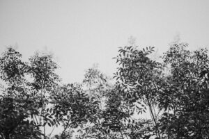 写真作品