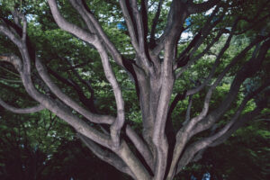 写真作品