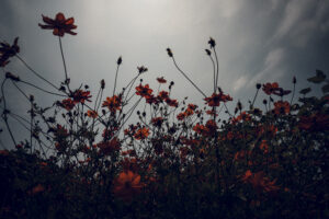 写真作品