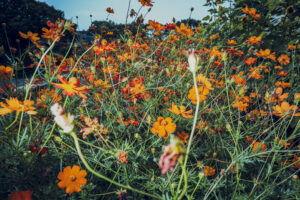 写真作品