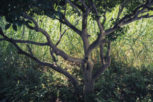 写真作品