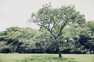 写真作品