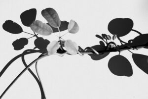 写真作品