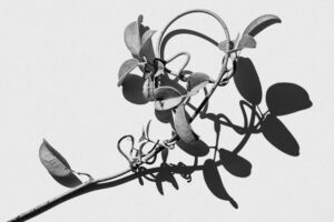 写真作品