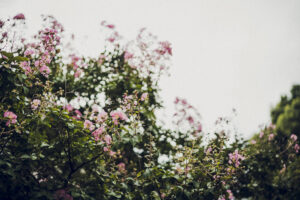 写真作品