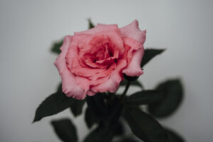 写真作品