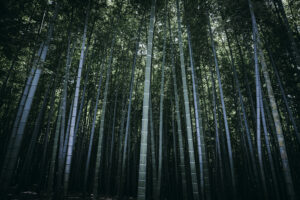 写真作品