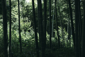 写真作品