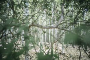 写真作品