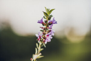 写真作品