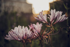 写真作品