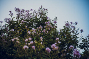 写真作品