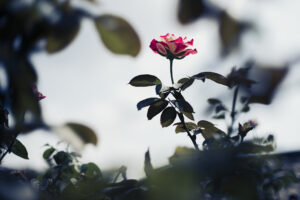 写真作品