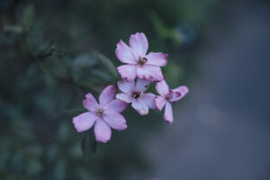写真作品