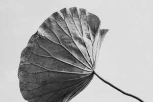 写真作品