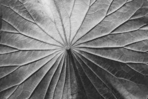 写真作品