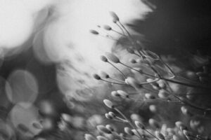 写真作品