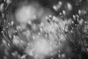 写真作品