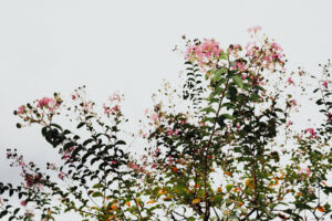 写真作品