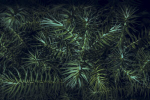 写真作品