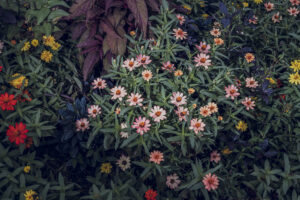 写真作品