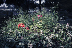 写真作品