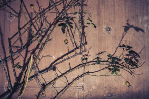 写真作品
