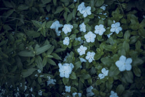写真作品