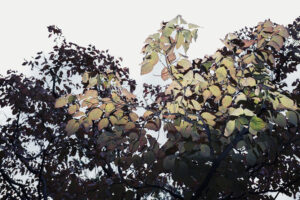 写真作品