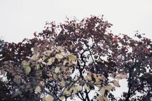 写真作品