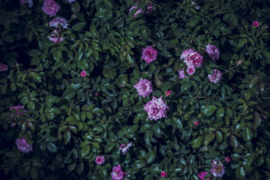 写真作品