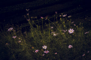 写真作品