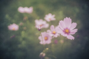 写真作品