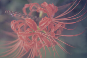 写真作品