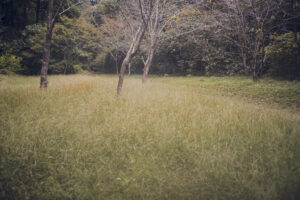 写真作品
