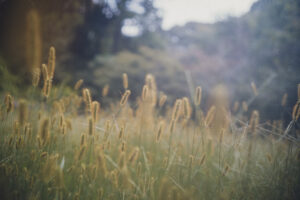 写真作品
