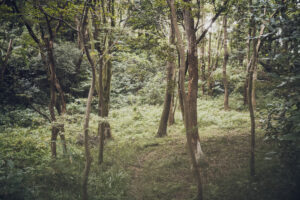 写真作品