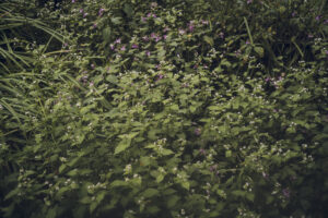 写真作品