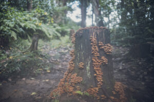 写真作品